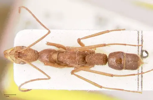 Leptogenys optica specimen FOCOL0921 image focol0921_1