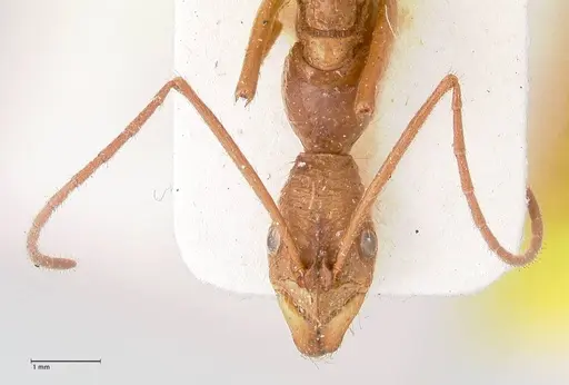Leptogenys optica specimen FOCOL0921 image focol0921_2