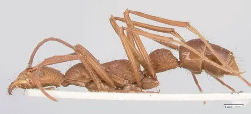 Leptogenys optica specimen FOCOL0921 image focol0921_3