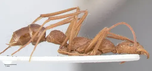 Leptogenys optica specimen FOCOL0921 image focol0921_4