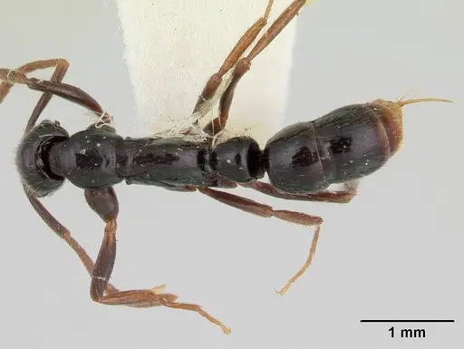 Leptogenys orchidioides specimen CASENT0178830 image casent0178830_1