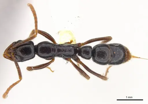 Leptogenys orchidioides specimen CASENT0217001 image casent0217001_1