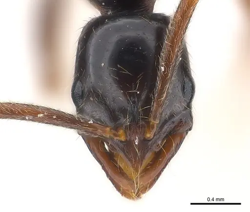 Leptogenys orchidioides specimen CASENT0217001 image casent0217001_2
