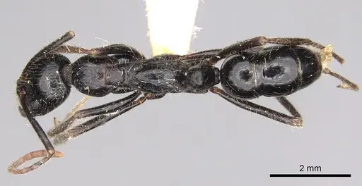 Leptogenys oresbia specimen CASENT0281932 image casent0281932_1