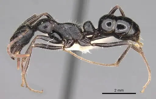 Leptogenys oresbia specimen CASENT0281932 image casent0281932_3