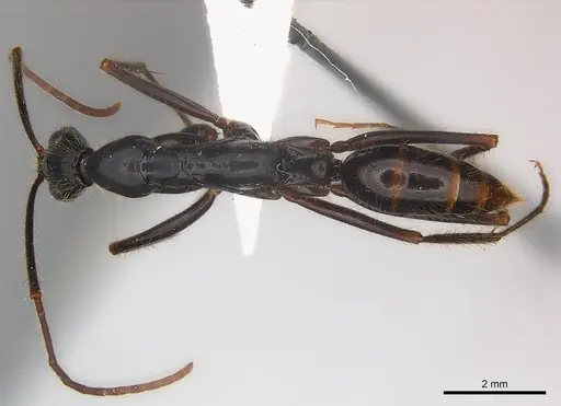 Leptogenys panops specimen CASENT0217011 image casent0217011_1