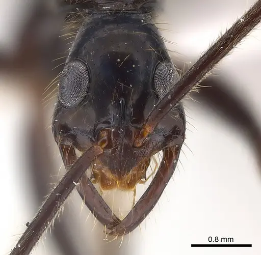 Leptogenys panops specimen CASENT0217011 image casent0217011_2