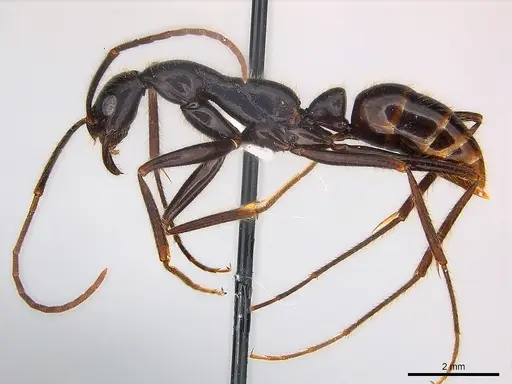 Leptogenys panops specimen CASENT0217011 image casent0217011_3