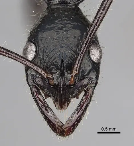 Leptogenys papuana specimen CASENT0270565 image casent0270565_2