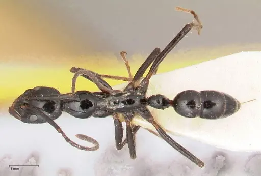 Leptogenys papuana specimen FOCOL1036 image focol1036_1
