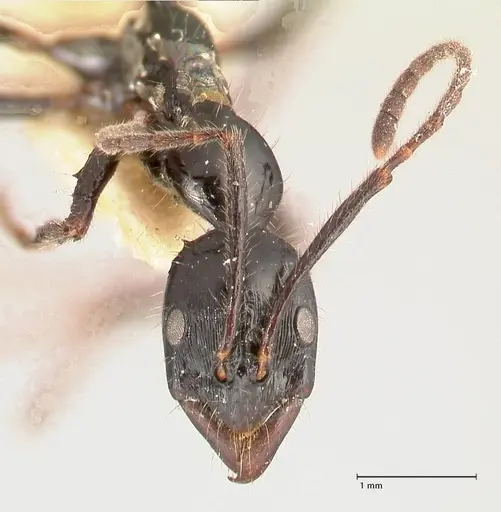 Leptogenys papuana specimen FOCOL1036 image focol1036_2