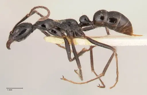Leptogenys papuana specimen FOCOL1036 image focol1036_3