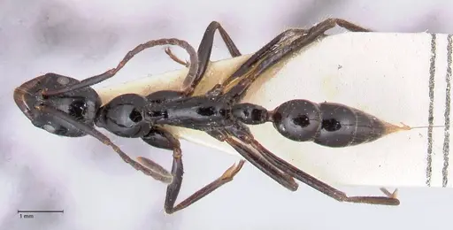 Leptogenys papuana specimen FOCOL1037 image focol1037_1