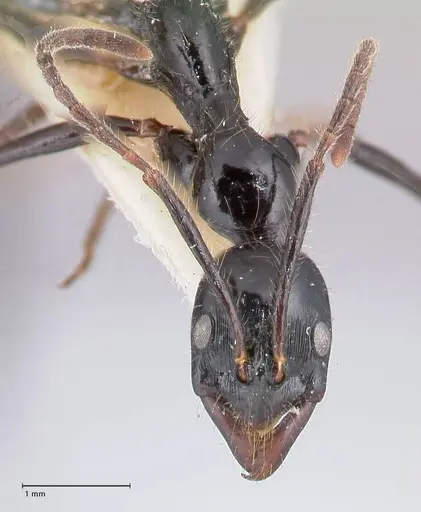 Leptogenys papuana specimen FOCOL1037 image focol1037_2