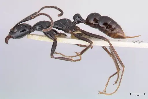 Leptogenys papuana specimen FOCOL1037 image focol1037_3
