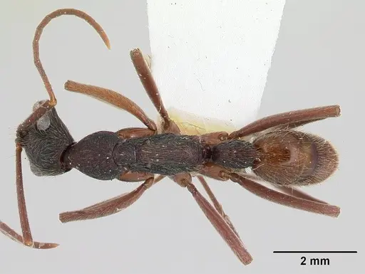 Leptogenys paraensis specimen CASENT0178816 image casent0178816_1
