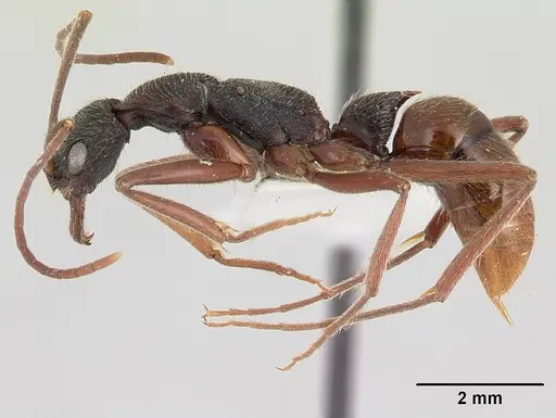 Leptogenys paraensis specimen CASENT0178816 image casent0178816_3