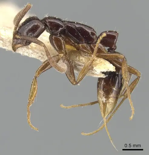 Leptogenys parvula specimen CASENT0903949 image casent0903949_3