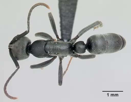 Leptogenys pavesii specimen CASENT0125597 image casent0125597_1