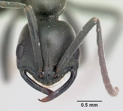 Leptogenys pavesii specimen CASENT0125597 image casent0125597_2
