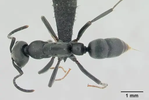 Leptogenys pavesii specimen CASENT0132269 image casent0132269_1