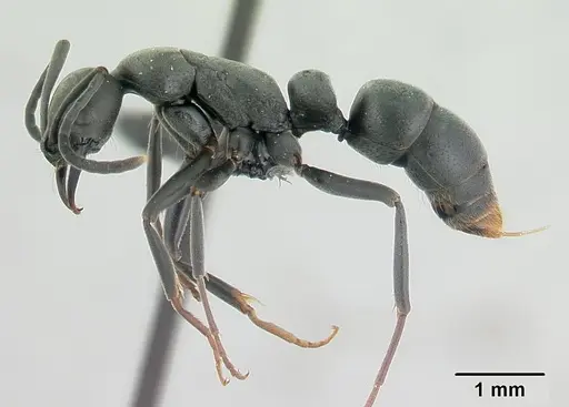 Leptogenys pavesii specimen CASENT0132269 image casent0132269_3