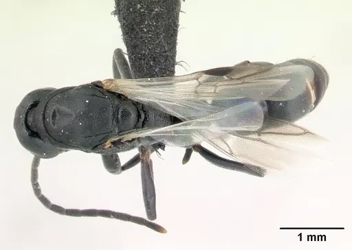 Leptogenys pavesii specimen CASENT0132422 image casent0132422_1