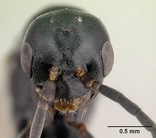 Leptogenys pavesii specimen CASENT0132422 image casent0132422_2
