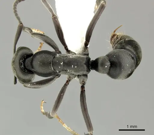 Leptogenys pavesii specimen CASENT0270566 image casent0270566_1