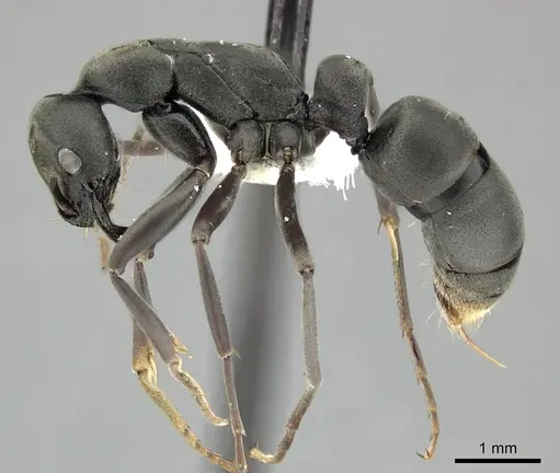 Leptogenys pavesii specimen CASENT0270566 image casent0270566_3
