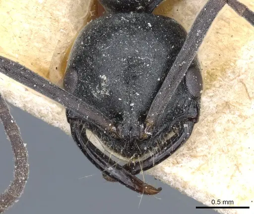 Leptogenys pavesii specimen CASENT0903971 image casent0903971_2