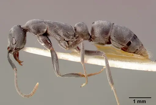 Leptogenys pavesii specimen SAM-HYM-C002509 image sam-hym-c002509_3