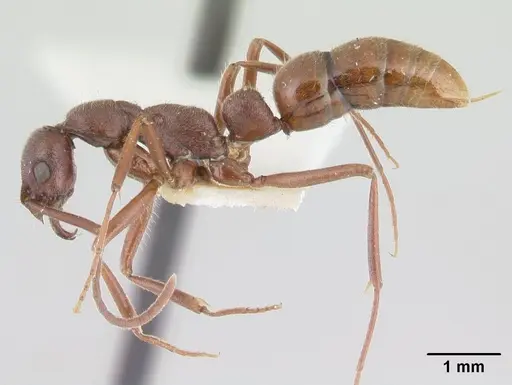 Leptogenys peninsularis specimen CASENT0178787 image casent0178787_3