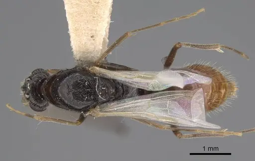 Leptogenys peninsularis specimen CASENT0248755 image casent0248755_1
