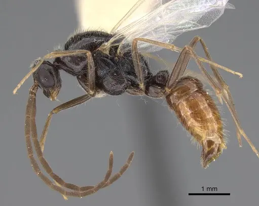 Leptogenys peninsularis specimen CASENT0248755 image casent0248755_3