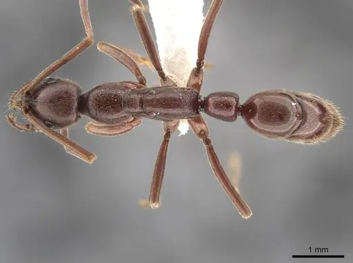 Leptogenys peninsularis specimen CASENT0650114 image casent0650114_1