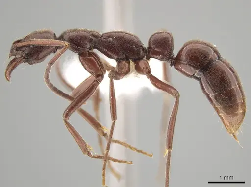 Leptogenys peninsularis specimen CASENT0650114 image casent0650114_3