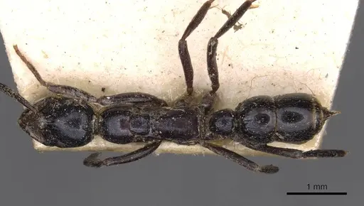 Leptogenys peringueyi specimen CASENT0907355 image casent0907355_1