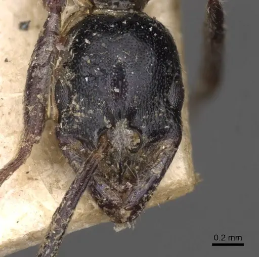 Leptogenys peringueyi specimen CASENT0907355 image casent0907355_2
