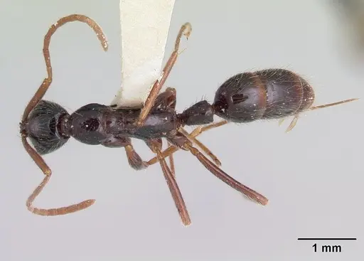 Leptogenys peruana specimen CASENT0178817 image casent0178817_1