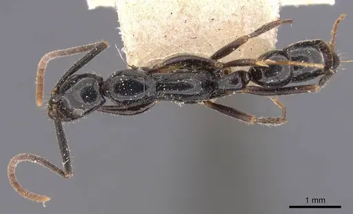 Leptogenys peuqueti specimen CASENT0907379 image casent0907379_1