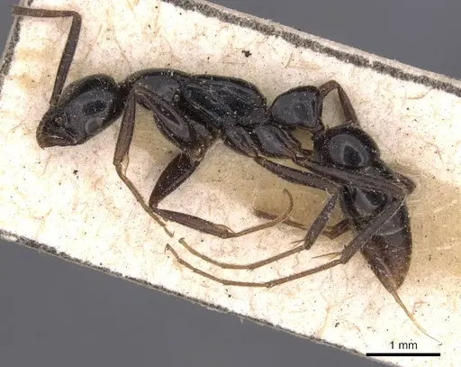 Leptogenys peuqueti specimen CASENT0907380 image casent0907380_3