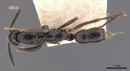Leptogenys peuqueti specimen CASENT0907381 image casent0907381_1
