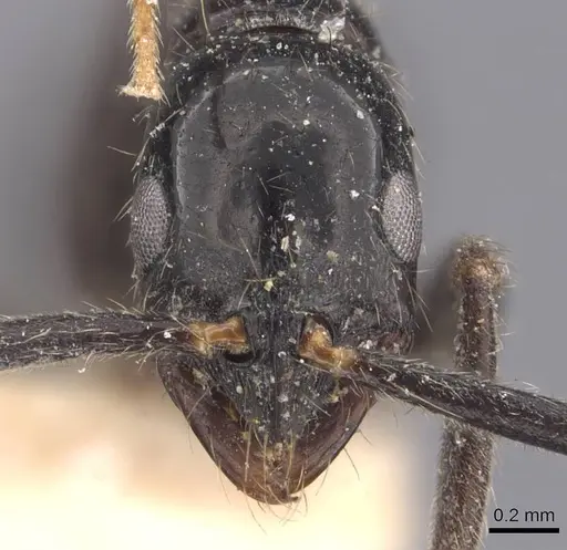 Leptogenys peuqueti specimen CASENT0907381 image casent0907381_2