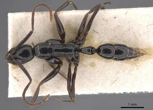 Leptogenys peuqueti specimen CASENT0915465 image casent0915465_1
