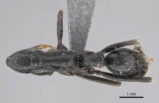 Leptogenys peuqueti specimen CASENT0923245 image casent0923245_1