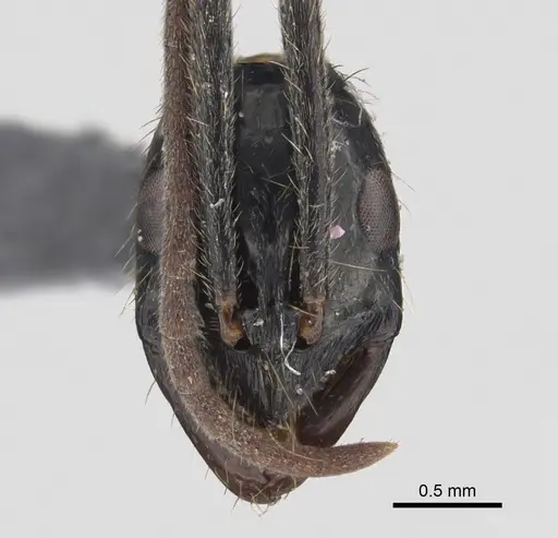 Leptogenys peuqueti specimen CASENT0923245 image casent0923245_2