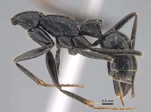 Leptogenys peuqueti specimen CASENT0923245 image casent0923245_4