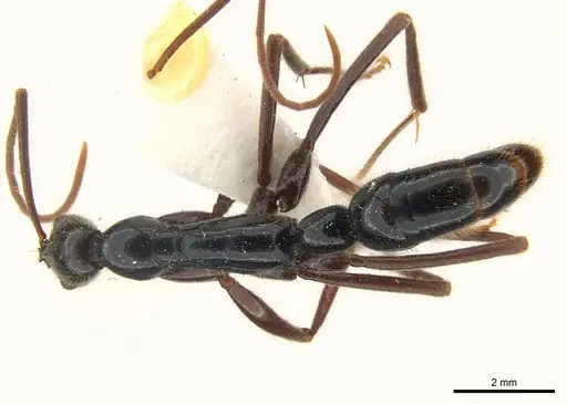 Leptogenys phylloba specimen CASENT0217003 image casent0217003_1