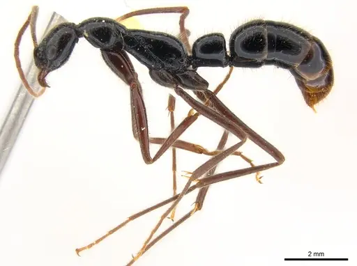 Leptogenys phylloba specimen CASENT0217003 image casent0217003_3